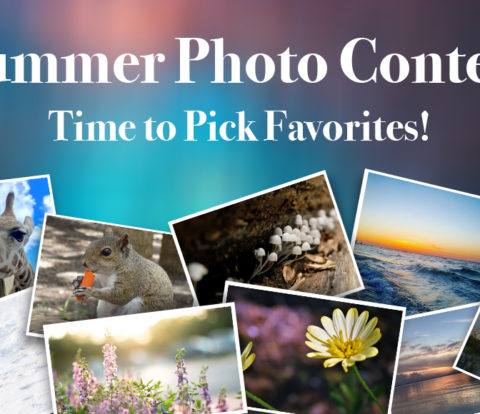 Summer Photo Contest Vote Now