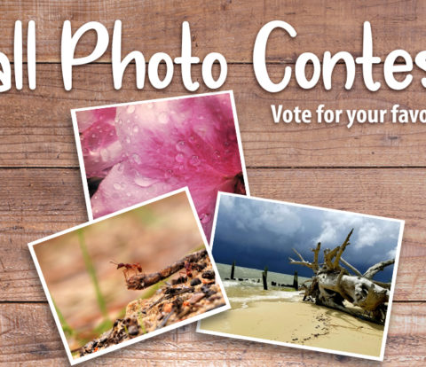 Vote for your favorite Fall 2018 photos!